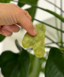 HOIA homespa Jade roller ja Gua Sha komplekt